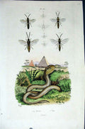 Original Old Antique Print 1839 H/C Natural History *401 Bees Snake Victorian