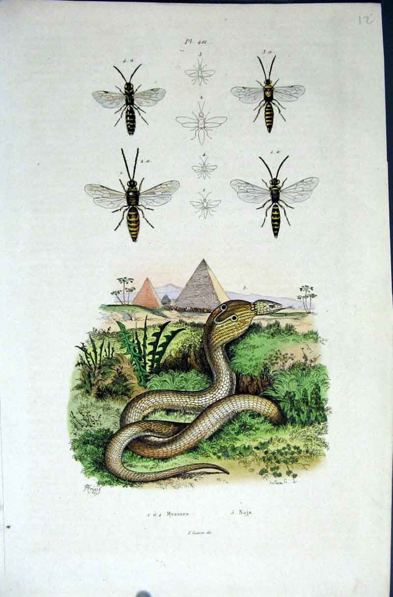 Original Old Antique Print 1839 H/C Natural History *401 Bees Snake Victorian