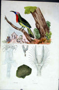 Original Old Antique Print 1839 H/C Natural History *010 Woodpecker Meyonelle