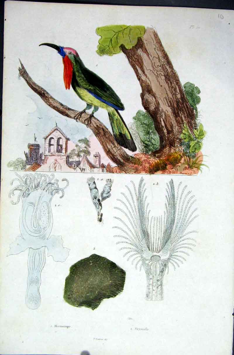 Original Old Antique Print 1839 H/C Natural History *010 Woodpecker Meyonelle