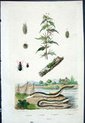 Original Old Antique Print 1839 H/C Natural History By Baron Fries Perdetti*291