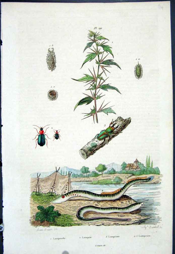 Original Old Antique Print 1839 H/C Natural History By Baron Fries Perdetti*291