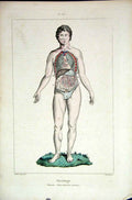 Original Old Antique Print 1839 H/C Natural History *503 Man Physiologie 19th