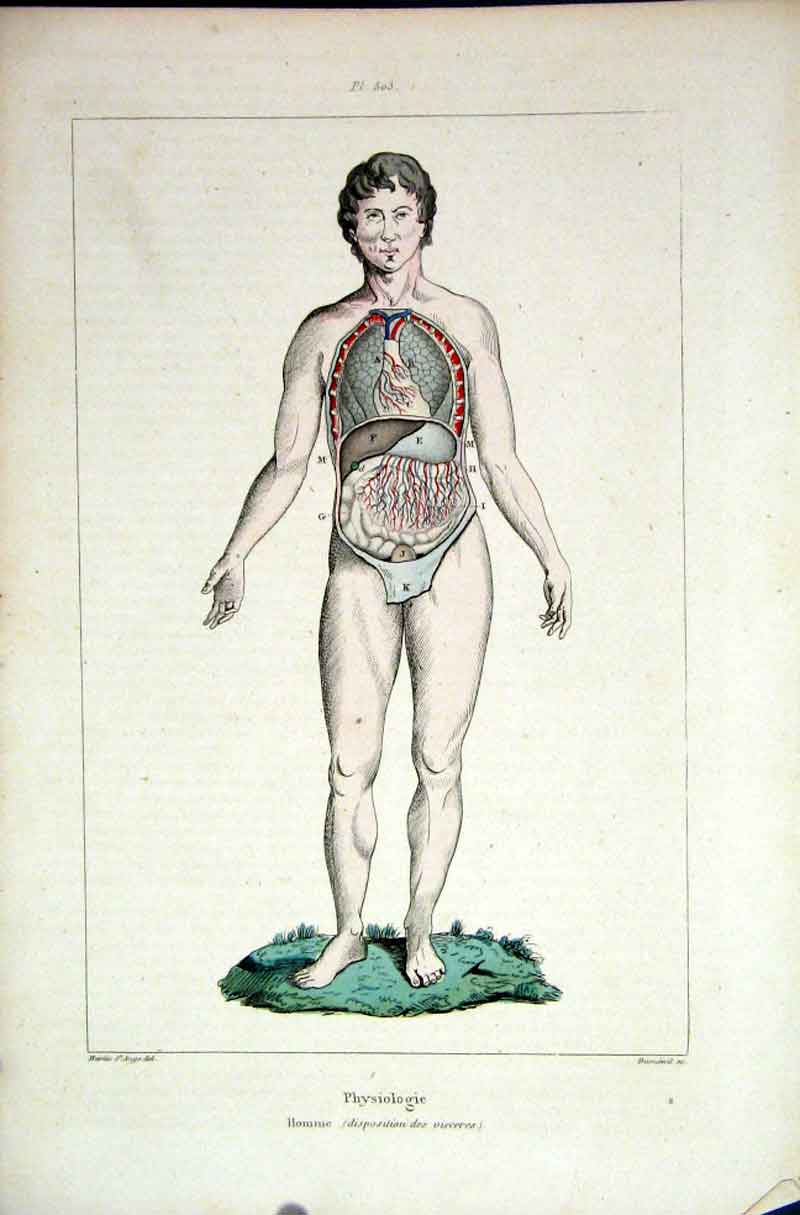 Original Old Antique Print 1839 H/C Natural History *503 Man Physiologie 19th