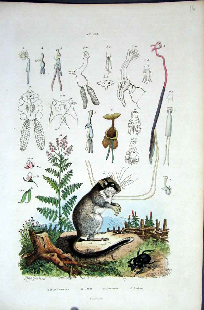 Original Old Antique Print 1839 H/C Natural History *302 Mouse Beetle Plants