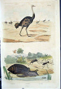 Original Old Antique Print 1839 H/C Natural History By Baron Fries Perdetti*034
