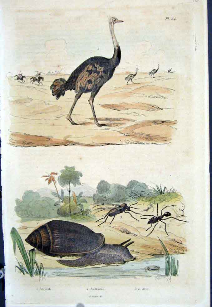 Original Old Antique Print 1839 H/C Natural History By Baron Fries Perdetti*034