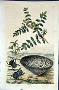 Original Old Antique Print 1839 H/C Natural History *033 Beetles Sponge 19th