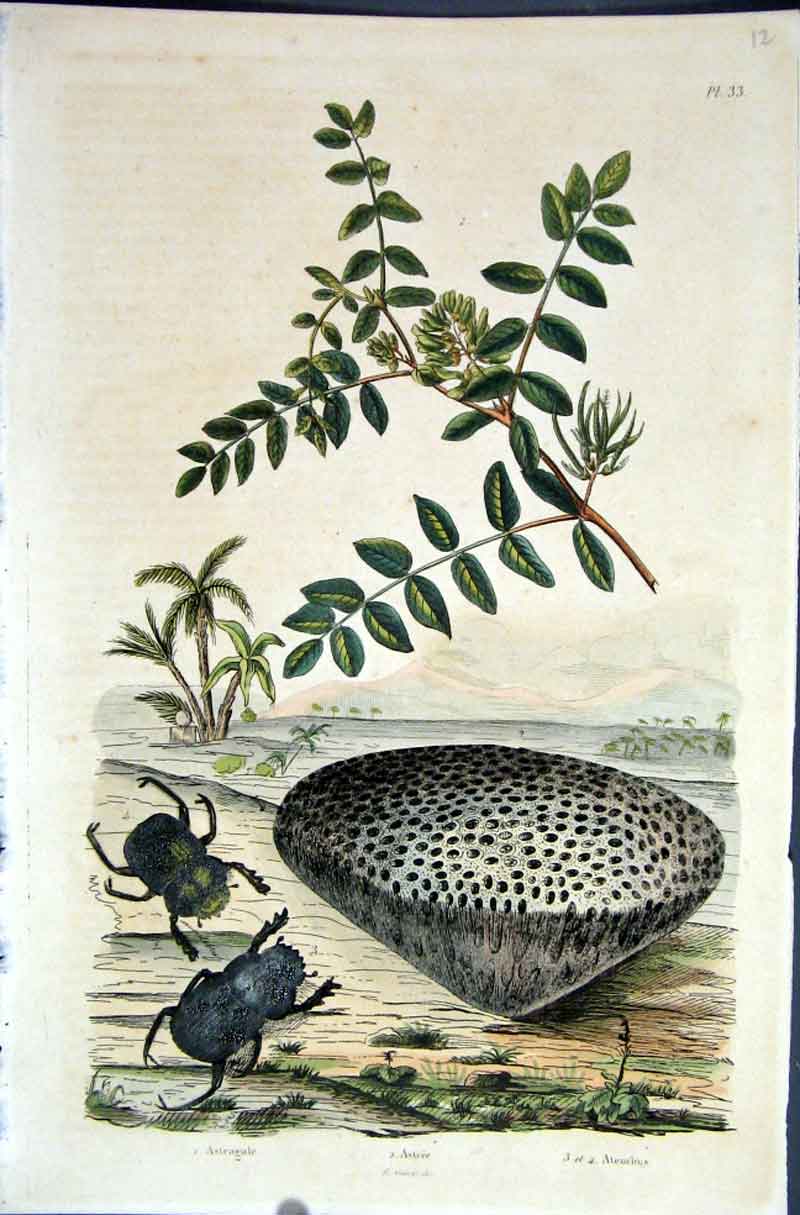 Original Old Antique Print 1839 H/C Natural History *033 Beetles Sponge 19th
