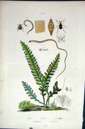 Original Old Antique Print 1839 H/C Natural History *701 Beetles & Botanical