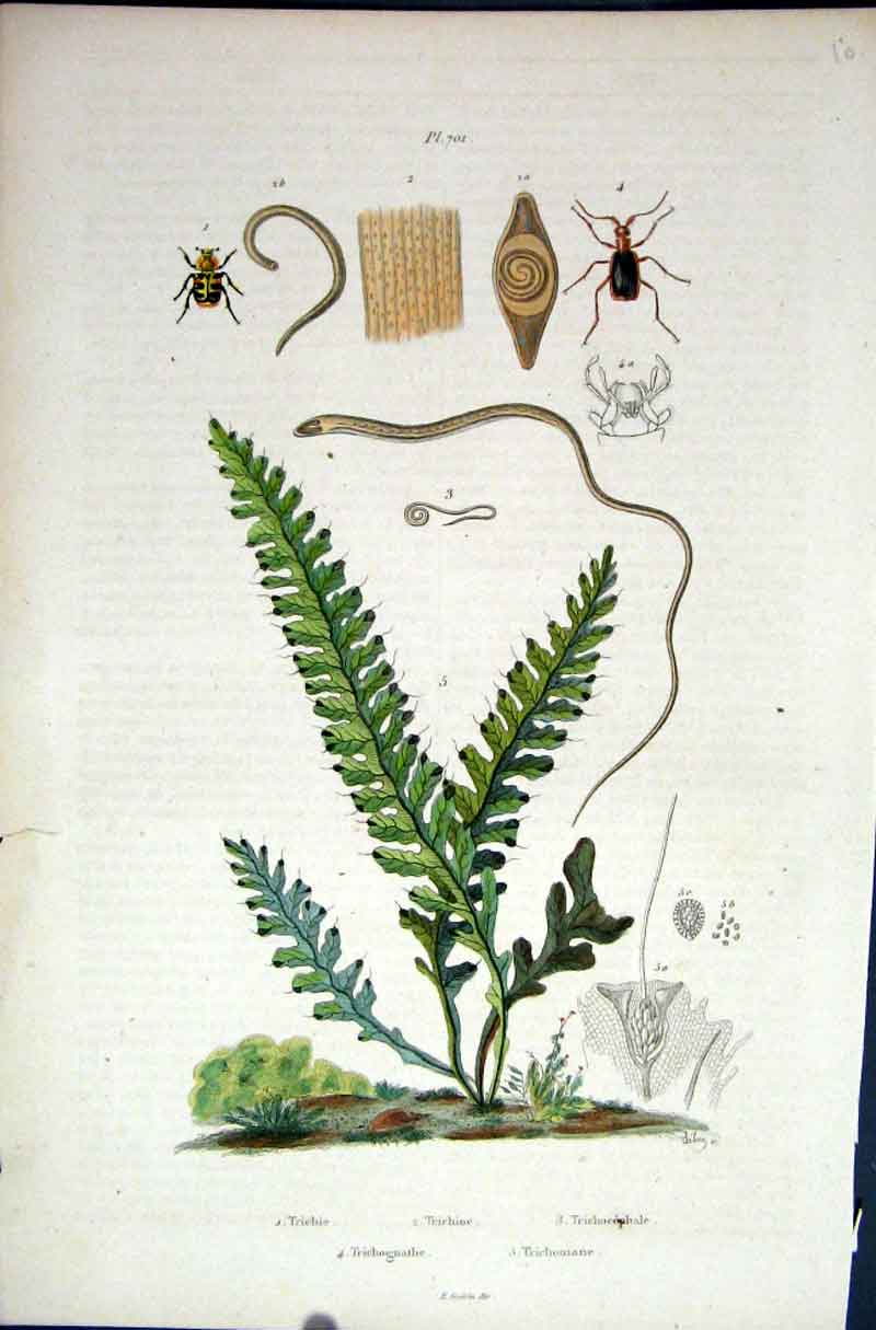 Original Old Antique Print 1839 H/C Natural History *701 Beetles & Botanical
