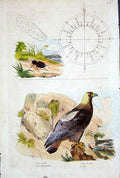 Original Old Antique Print 1839 H/C Natural History By Baron Fries Perdetti*008