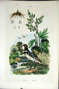 Original Old Antique Print 1839 H/C Natural History *642 Botanical & Birds 19th