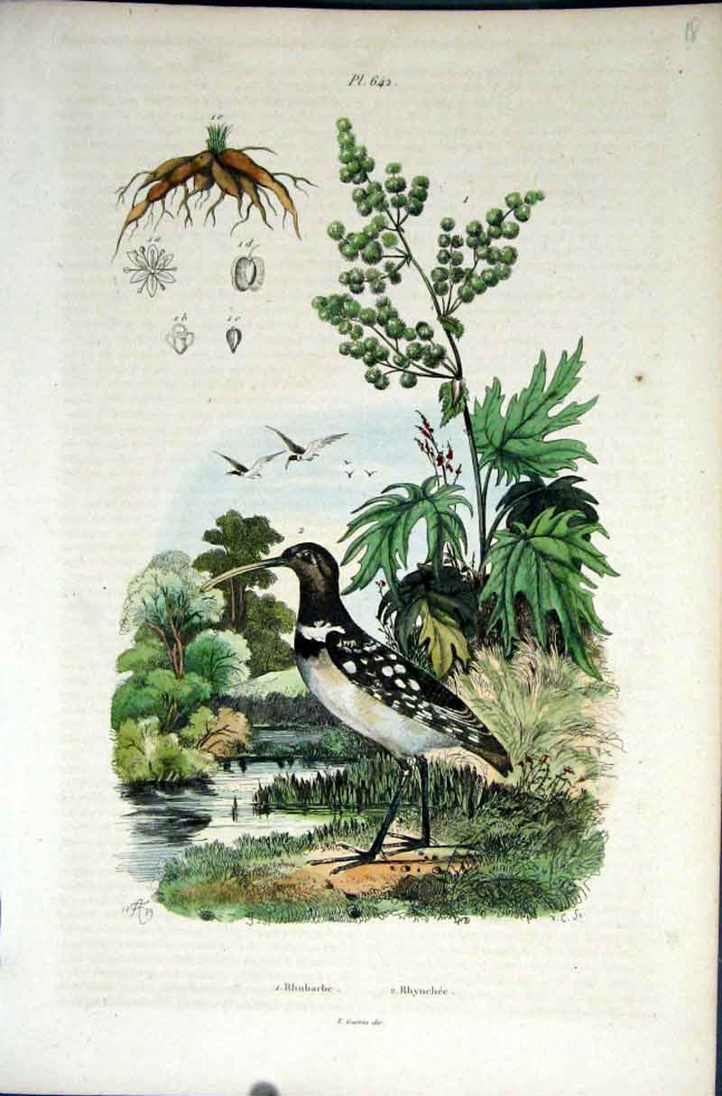 Original Old Antique Print 1839 H/C Natural History *642 Botanical & Birds 19th