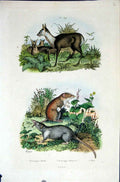 Original Old Antique Print 1839 H/C Natural History *394 Deer & Rodents 19th