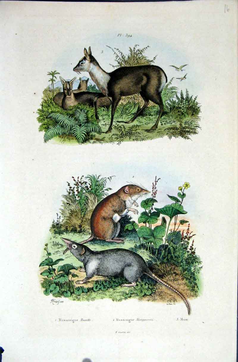 Original Old Antique Print 1839 H/C Natural History *394 Deer & Rodents 19th