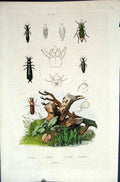 Original Old Antique Print 1839 H/C Natural History *573 Beetles & Habitat 19th
