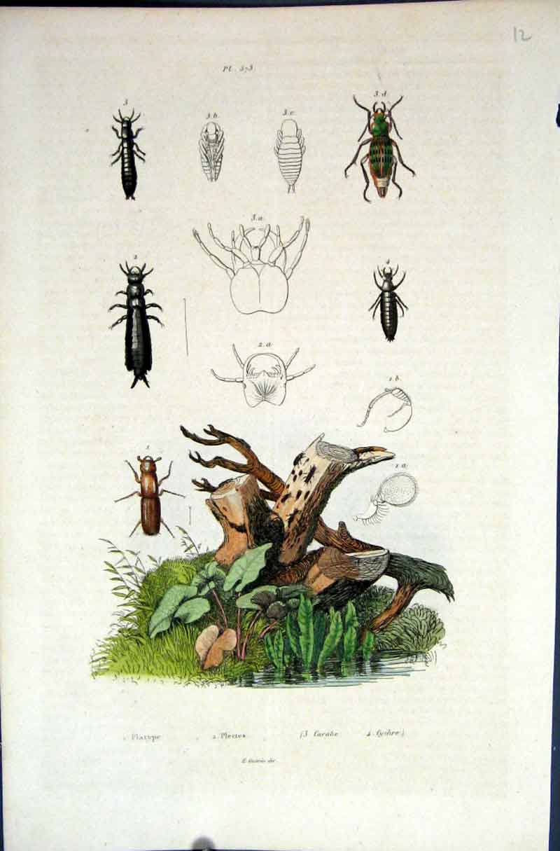 Original Old Antique Print 1839 H/C Natural History *573 Beetles & Habitat 19th