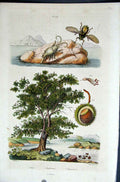 Original Old Antique Print 1839 H/C Natural History *208 By Baron Fries 19th