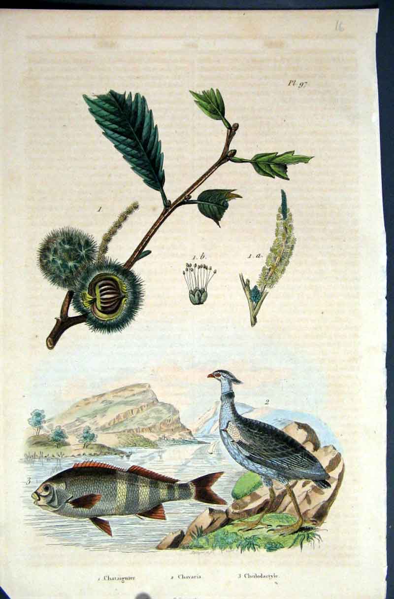 Original Old Antique Print 1839 H/C Natural History *097 Fish Birds Botanical