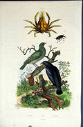 Original Old Antique Print 1839 H/C Natural History *Birds Crustacean Victorian