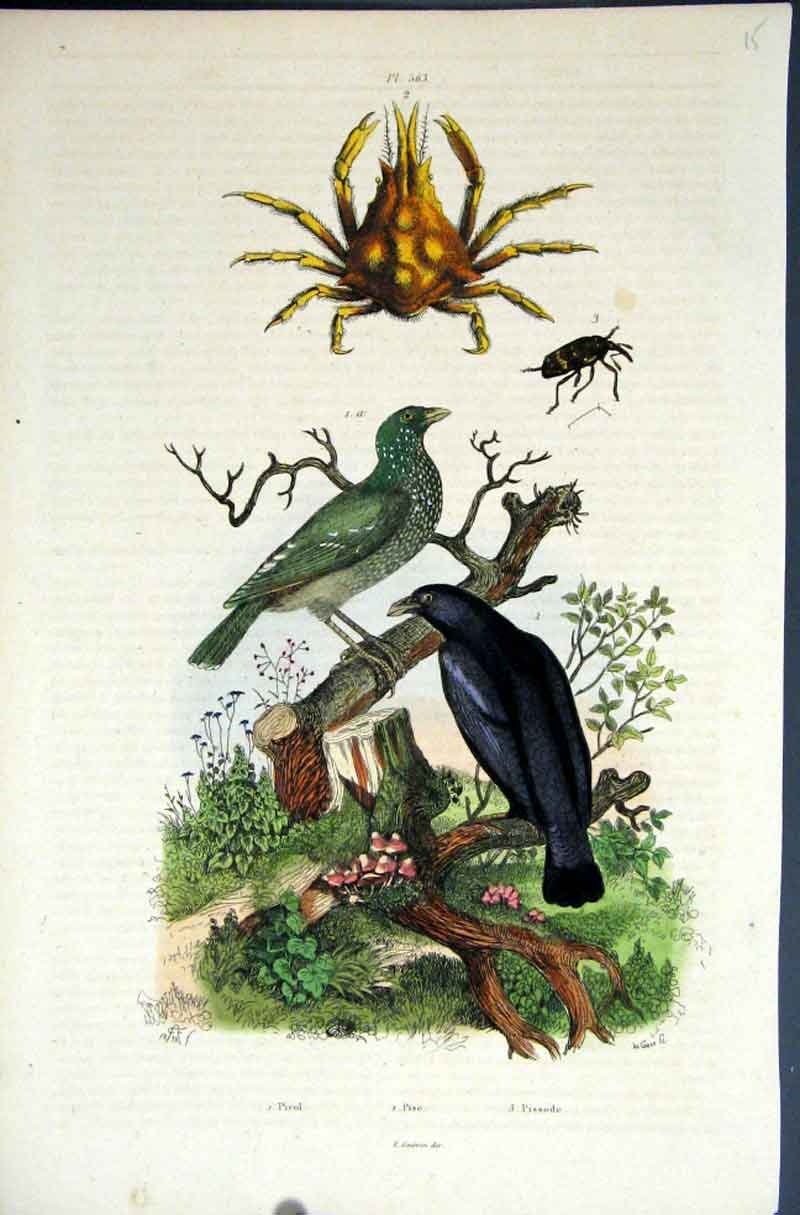 Original Old Antique Print 1839 H/C Natural History *Birds Crustacean Victorian