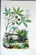 Original Old Antique Print 1839 H/C Natural History *324 Rodent & Botanical 19th