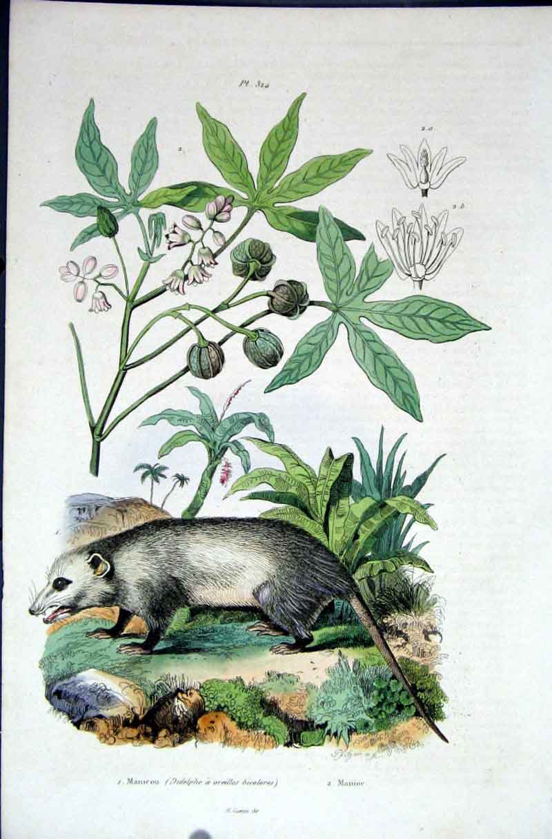 Original Old Antique Print 1839 H/C Natural History *324 Rodent & Botanical 19th
