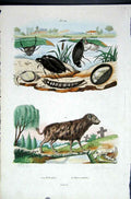 Old Antique Print 1839 H/C Natural History *229 Aquatic Beetles & Hieyna 19th