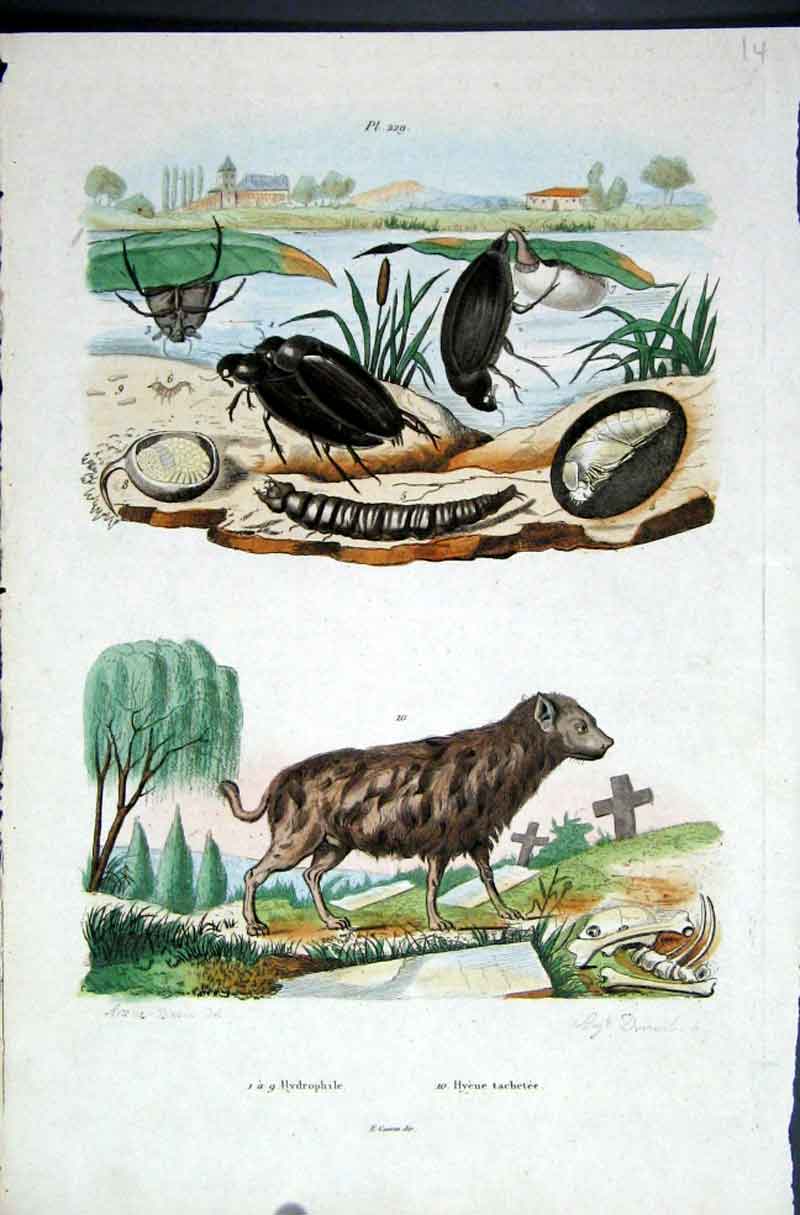 Old Antique Print 1839 H/C Natural History *229 Aquatic Beetles & Hieyna 19th