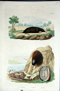 Original Old Antique Print 1839 H/C Natural History *121 Rodent & Sea Shells