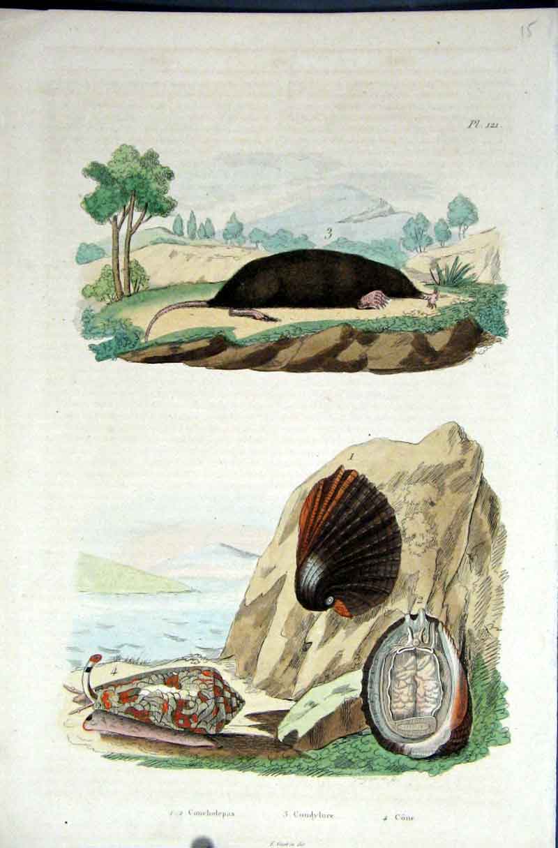 Original Old Antique Print 1839 H/C Natural History *121 Rodent & Sea Shells