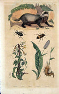 Original Old Antique Print 1839 H/C Natural History By Baron Fries Perdetti*049
