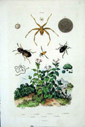 Original Old Antique Print 1839 H/C Natural History By Baron Fries Perdetti*411