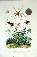 Original Old Antique Print 1839 H/C Natural History *165 By Baron Fries Etc 19th