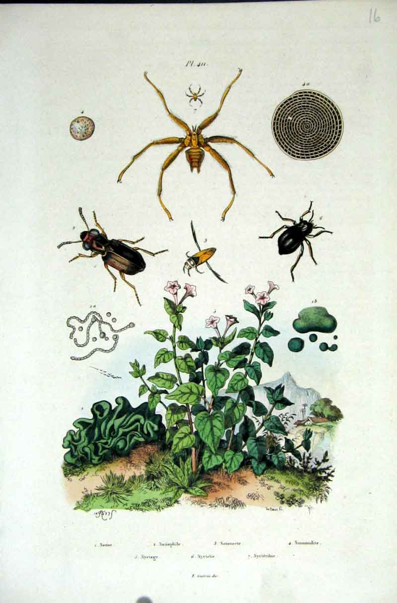 Original Old Antique Print 1839 H/C Natural History *165 By Baron Fries Etc 19th