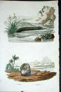 Original Old Antique Print 1839 H/C Natural History *016 Sea Creatures Victorian