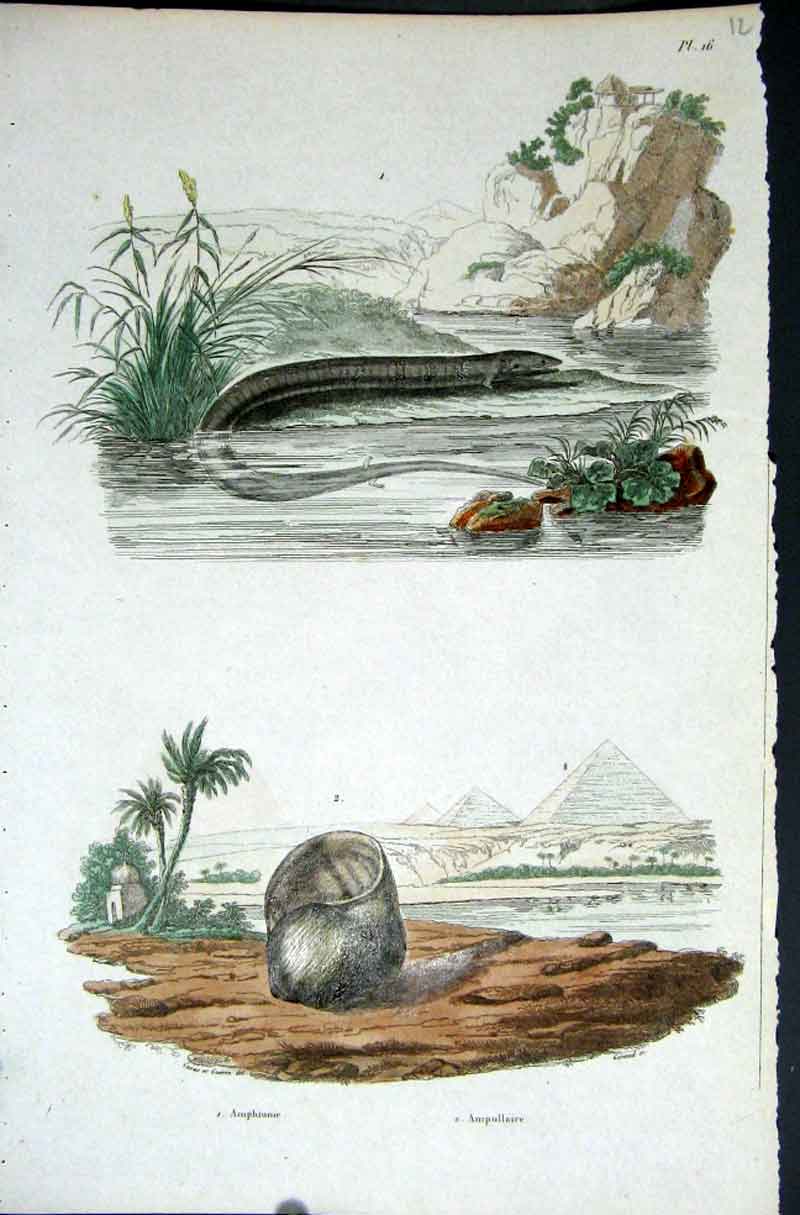 Original Old Antique Print 1839 H/C Natural History *016 Sea Creatures Victorian