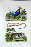 Original Old Antique Print 1839 H/C Natural History *309 Loir Bird Worm & Rodent