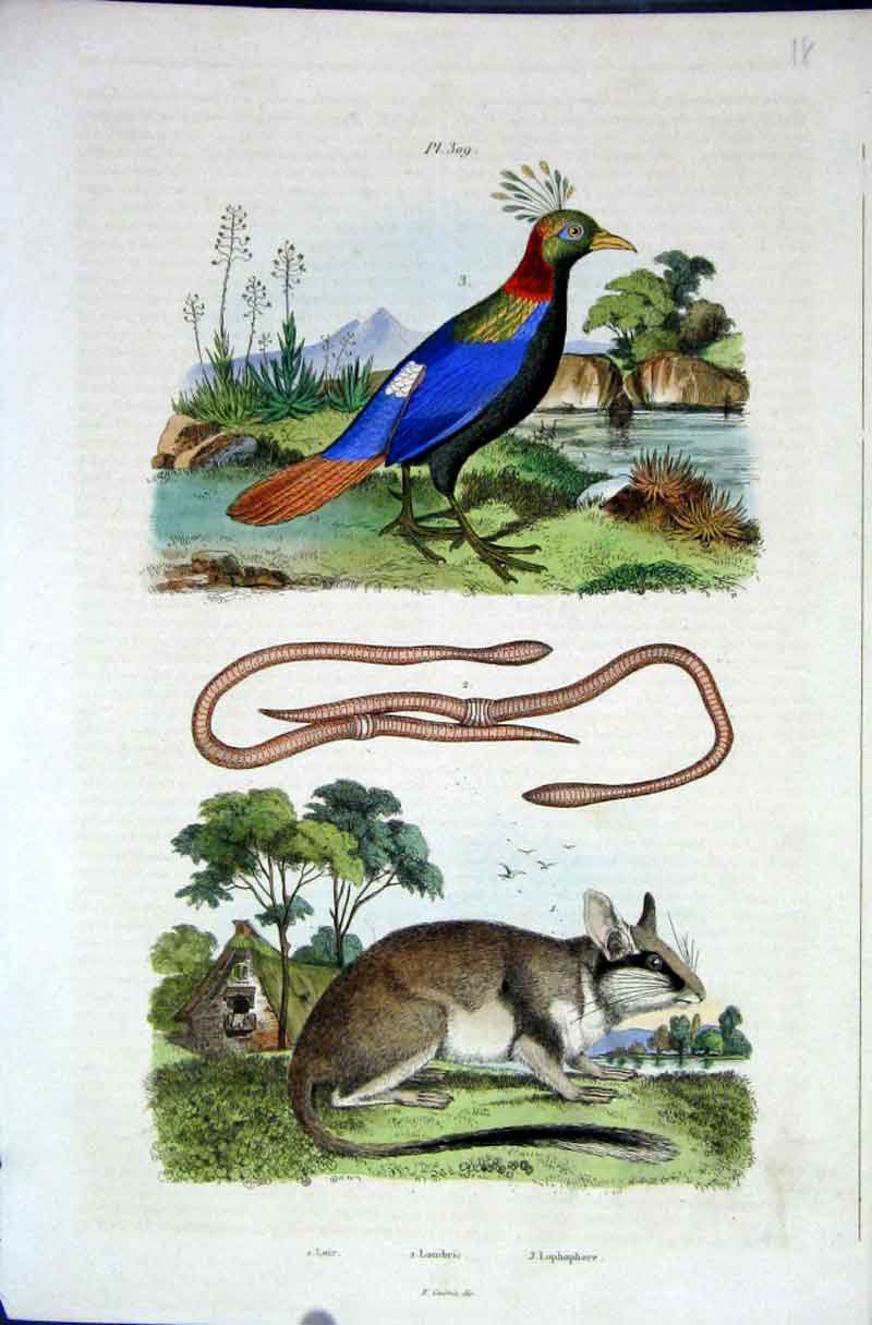 Original Old Antique Print 1839 H/C Natural History *309 Loir Bird Worm & Rodent