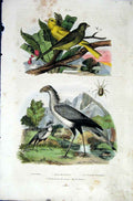 Original Old Antique Print 1839 H/C Natural History *657 Birds By Baron Fries