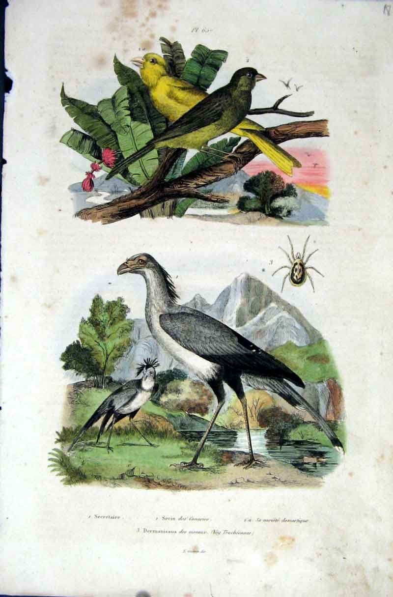 Original Old Antique Print 1839 H/C Natural History *657 Birds By Baron Fries