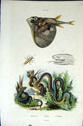 Original Old Antique Print 1839 H/C Natural History *704 Fish & Snake Victorian