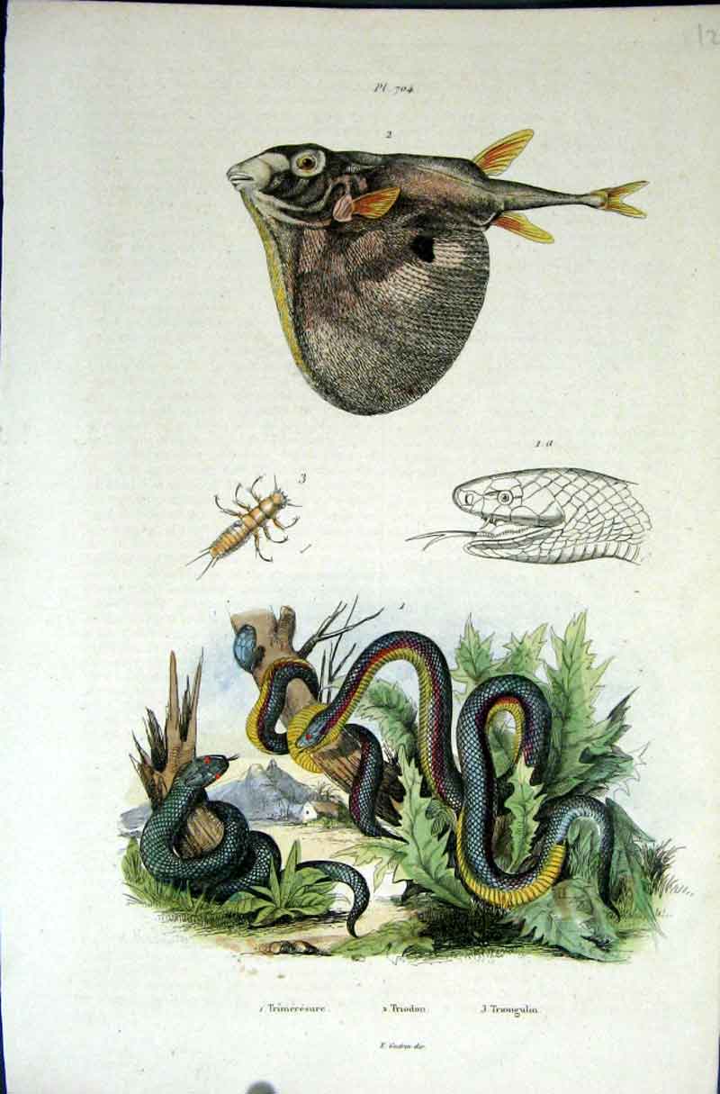 Original Old Antique Print 1839 H/C Natural History *704 Fish & Snake Victorian