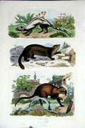 Original Old Antique Print 1839 H/C Natural History *333 Marte By Baron Fries
