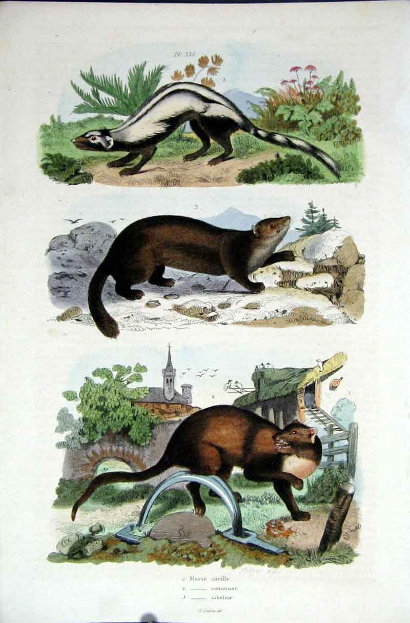 Original Old Antique Print 1839 H/C Natural History *333 Marte By Baron Fries