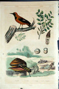 Original Old Antique Print 1839 H/C Natural History *077 By Baron Fries Etc 19th