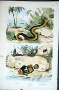 Original Old Antique Print 1839 H/C Natural History *015 Fish & Snake Victorian