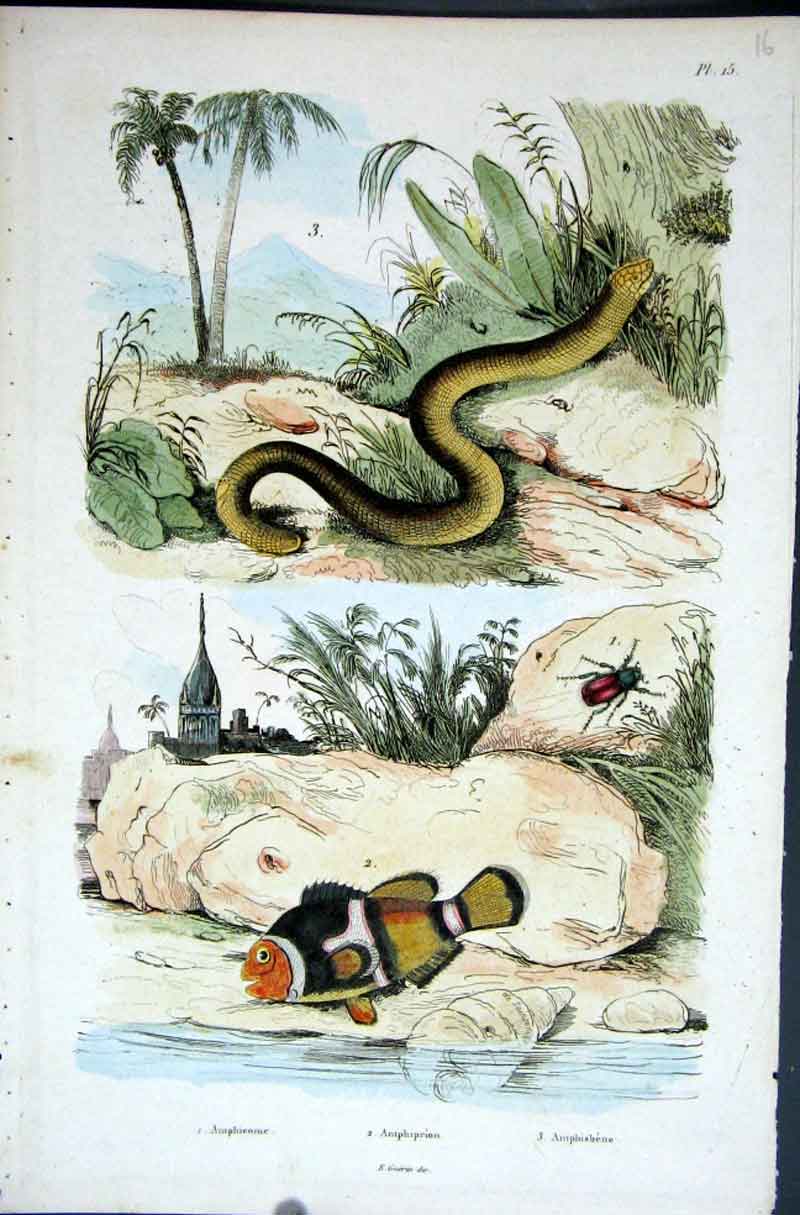 Original Old Antique Print 1839 H/C Natural History *015 Fish & Snake Victorian