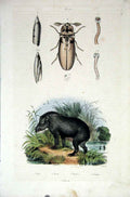 Original Old Antique Print 1839 H/C Natural History *677 Beetle & Taupin 19th